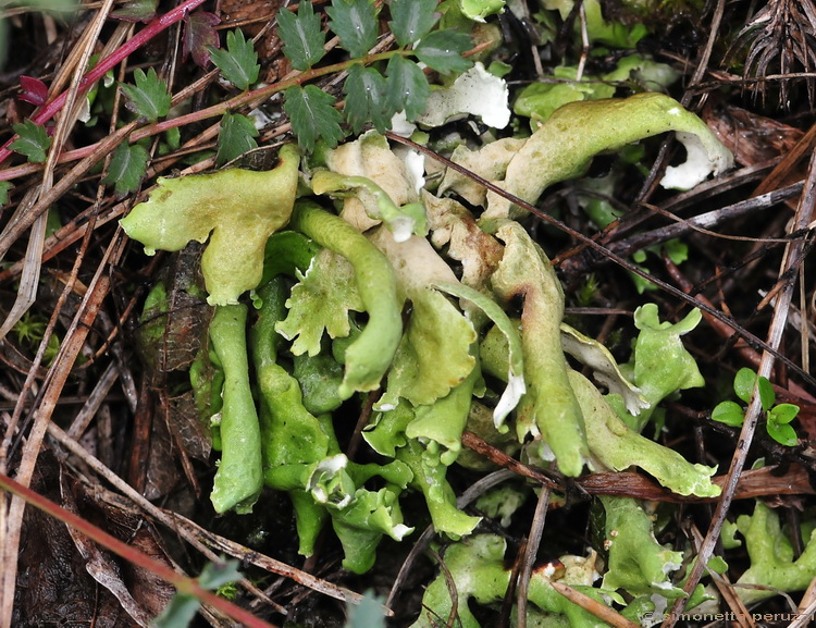 Licheni del Casentino